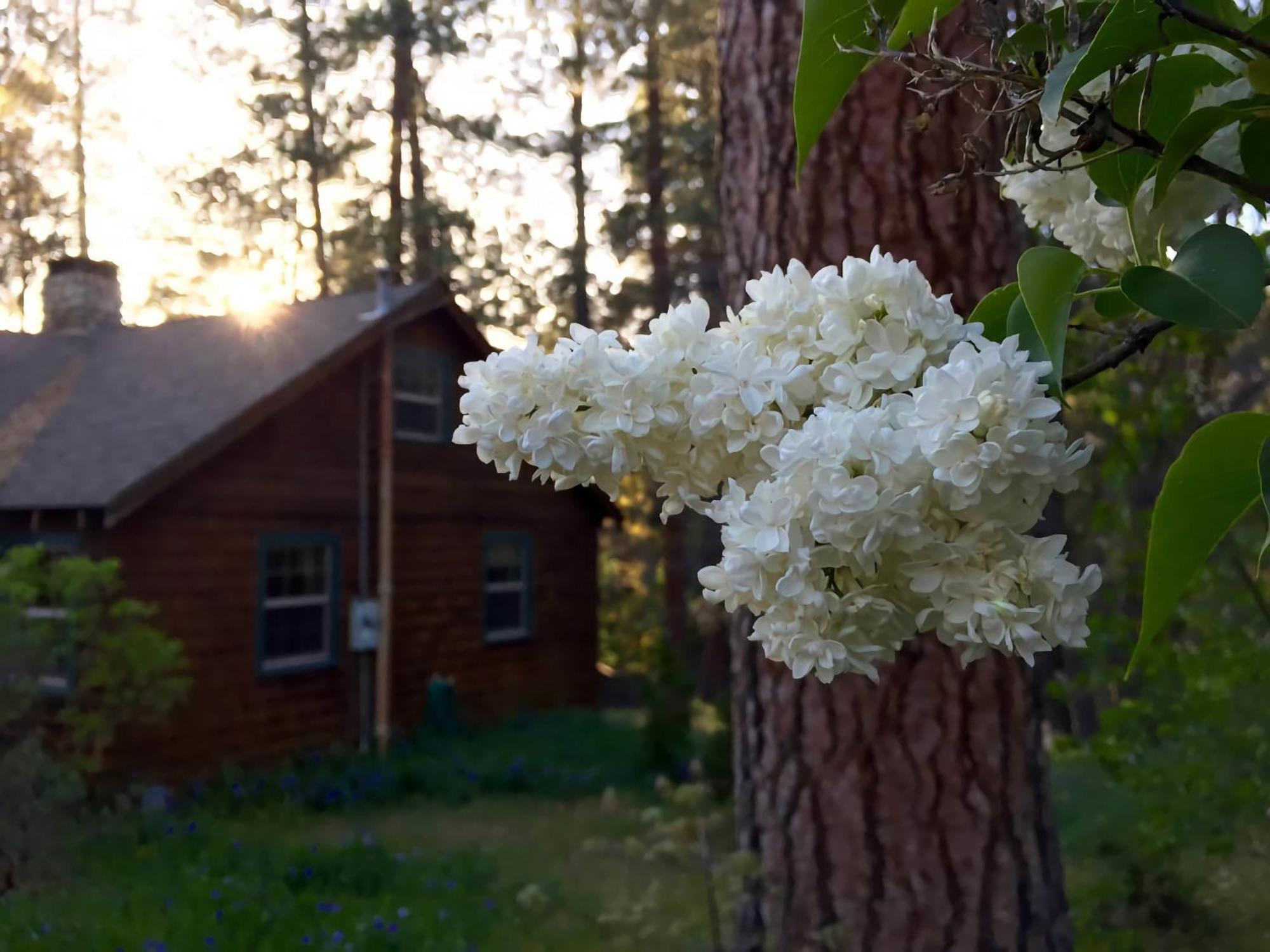 Ahwahnee-Be Vintage Cabin - Walk To Town! Idyllwild Exteriér fotografie